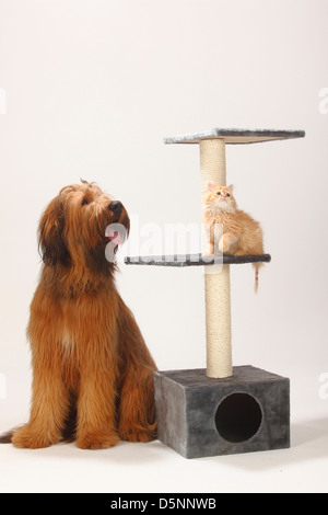 Briard, 1 Jahr und Hauskatze, Kätzchen / Berger de Brie Stockfoto