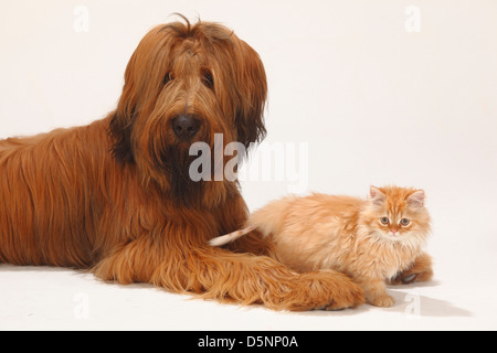 Briard, 1 Jahr und Hauskatze, Kätzchen / Berger de Brie | Briard, 1 Jahr Und Hauskatze, Kaetzchen / Berger de Brie Stockfoto