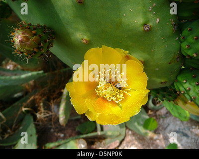 Eine Biene Bestäubung eine Kaktus-Blume in Agia Varvara Paphos Zypern Stockfoto