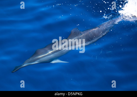 Delphine aus Merissa, Sri Lanka Stockfoto