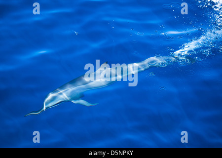 Delphine aus Merissa, Sri Lanka Stockfoto