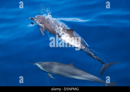 Delphine aus Merissa, Sri Lanka Stockfoto