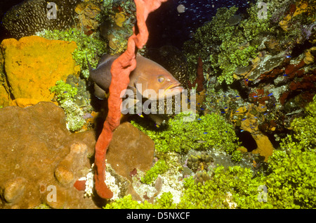 Kaimaninseln Sept 1994 digitale Folien, Konvertierungen, Tauchen, Taucher, Coral, Unterwasser Fotografie, Cayman-Inseln, Karibik Stockfoto