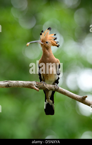 schöne eurasische Wiedehopf (Upupa Epops) mit Skorpion auf Ast Stockfoto