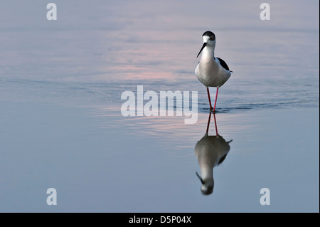 Stelzenläufer Stockfoto