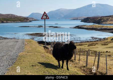 Ein Hebridean Schaf auf der Isle of Harris in den äußeren Hebriden in Schottland Stockfoto