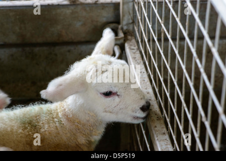 Neugeborenen Lämmern übertragenen Feld mit Mutter in einem Wohnwagen Stockfoto