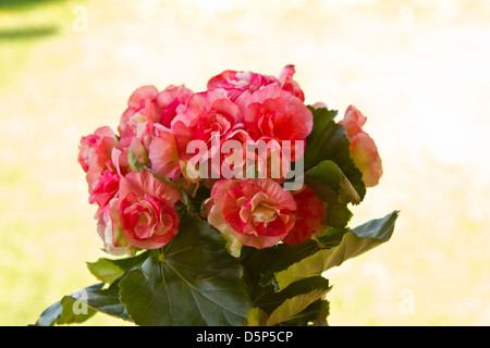 schöne rosa Blüten in einem Topf mit Begonien Stockfoto