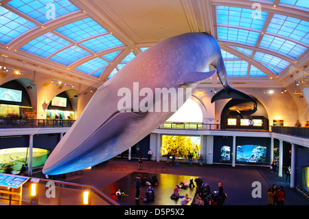 Das American Museum of Natural History (AMNH abgekürzt), Life-Size-Model ein Blauwal, Manhattan, New York City, USA Stockfoto