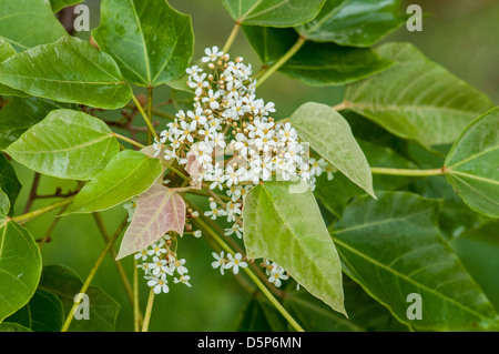 Kukui Nuss Baum Blüte, Hoomaluhia Botanical Garden, Kaneohe, Windard Oahu, Hawaii. Stockfoto