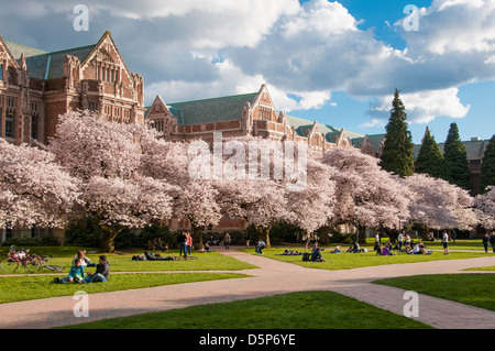 Blühende Kirschbäume auf dem Quad der University of Washington in Seattle, Washington. Stockfoto