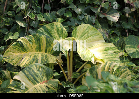Eine große grüne Blätter der Scindapsus Aureus. Stockfoto