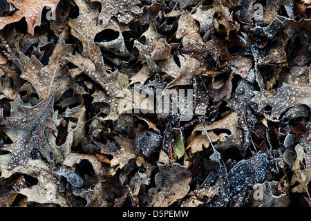 Frostigen Quercus Palustris / Pin Eichenlaub Muster Stockfoto