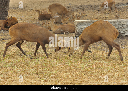 Zwei weiß - angebundene Rotwild sparring in einem Zoo, das ist Instinkt der Tiere. Stockfoto