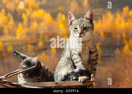 zwei Katzen entspannend über goldene Herbst Wald-Hintergrund Stockfoto