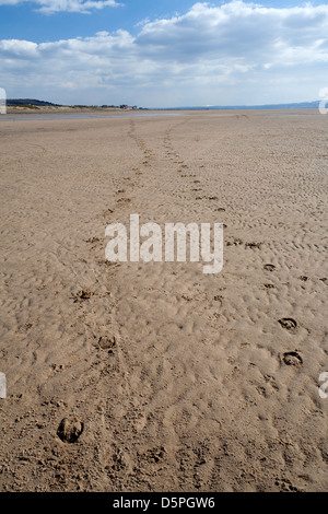 Pferd Huf druckt am Strand von Red Rocks auf der Halbinsel Wirral Blickrichtung West Kirby Stockfoto