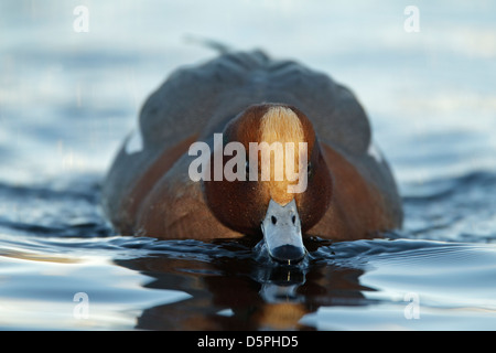 Männliche Pfeifente (Anas Penelope) schwimmen, Dänemark Stockfoto