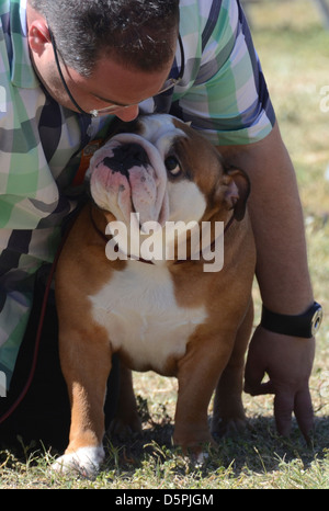 Englische Bulldogge und Owner bei einer Hundeausstellung Stockfoto