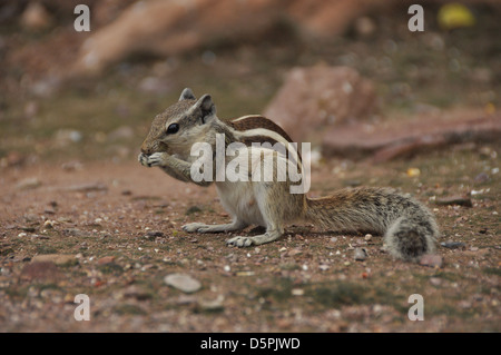 Nördlichen Palm Eichhörnchen (Funambulus Pennantii) Stockfoto