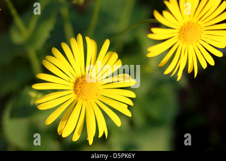 Zwei leuchtend gelben sonnenähnlichen Blüten auf den Hintergrund unscharf vegetation Stockfoto