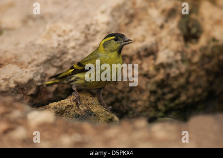 Männliche eurasischen Zeisig (Zuchtjahr Spinus). Stockfoto