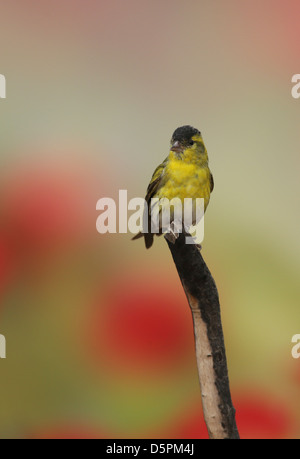 Männliche eurasischen Zeisig (Zuchtjahr Spinus). Stockfoto