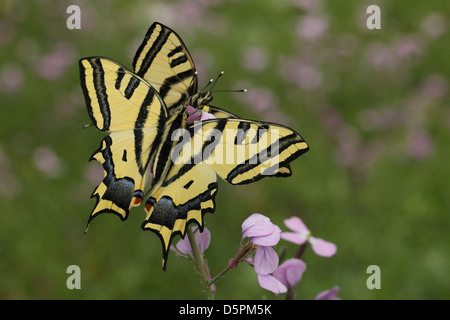 Südlichen Schwalbenschwanz (Papilio Alexanor) Schmetterling mit den Flügeln zu verbreiten. Stockfoto