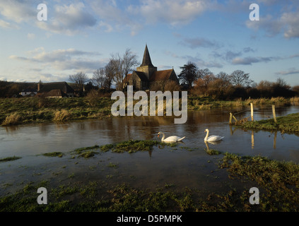 Schwäne auf dem Fluss Cuckmere durch die Kirche von Saint Andrews, Eastbourne, East Sussex. England, Großbritannien Stockfoto