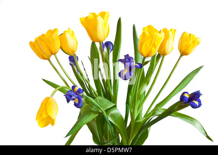Isolierte gelbe Tulpen und dunklen blauen Iris auf weißem Hintergrund Stockfoto