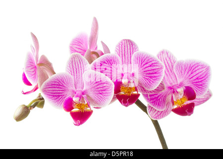 Phalaenopsis; Motte Orchidee Blüten und Knospen auf weißem Hintergrund Stockfoto