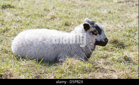 Baby Lamm ruht in Wiese Stockfoto