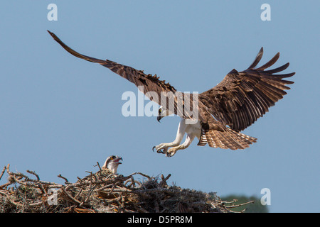 Fischadler Wiedereinstieg in den Schachteln mit junge Fischadler im Nest in Venice Florida Stockfoto