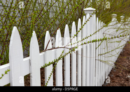 Frühling Laub über Lattenzaun Stockfoto