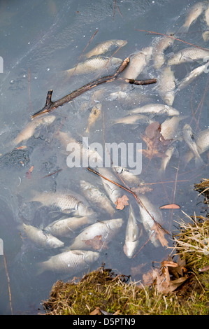 Tote Fische in verschmutzten Teich/Fluss/See Umweltkatastrophe Konzept