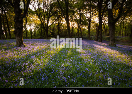 Teppich aus Glockenblumen im Blackbury Camp, East Devon Stockfoto