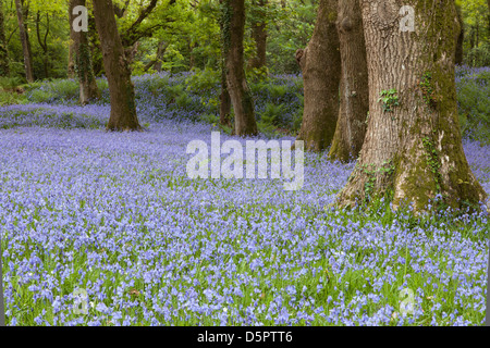 Teppich aus Glockenblumen im Blackbury Camp, East Devon Stockfoto