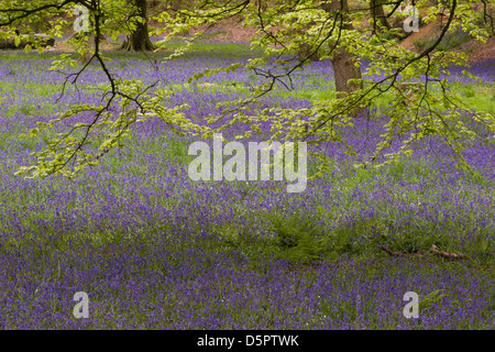 Teppich aus Glockenblumen im Blackbury Camp, East Devon Stockfoto