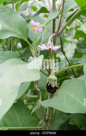 Aubergine Blüte und wächst an den Rebstöcken in ein professionelles Gewächshaus Stockfoto