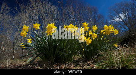 Breiter seitlicher Blick auf Narzissen in voller Blüte an einem sonnigen Tag mit blauem Himmel Stockfoto