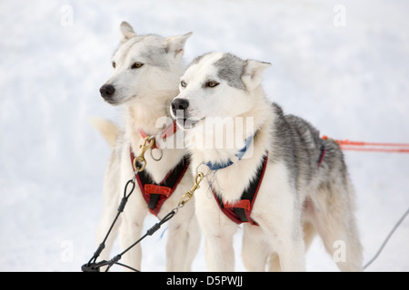 Husky Schlittenhunde, immer bereit für die Fahrt Stockfoto