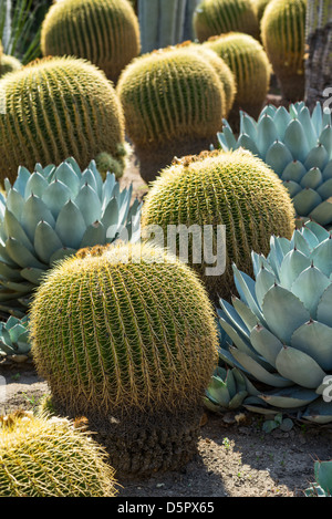 Echinocactus Grusonii oder Golden Barrel Cactus ist eine bekannte Spezies heimisch in Zentral-Mexiko. Stockfoto