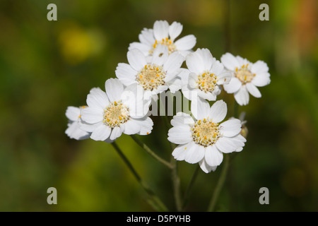 Sneezewort (Achillea Ptarmica) Blumen Stockfoto