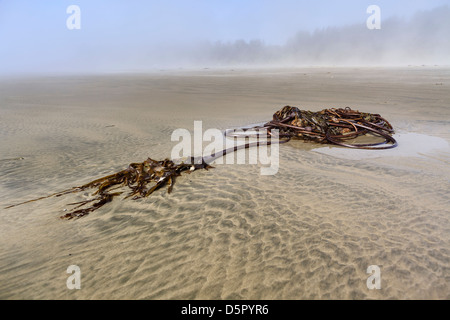 Bull Kelp auf Long Beach, Vancouver Island, Pacific Rim National Park, Britisch-Kolumbien, Kanada Stockfoto