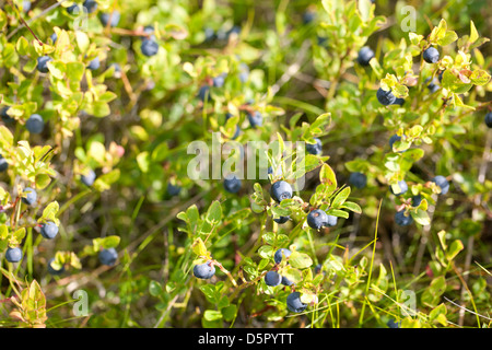 Reif und bereit wilde Blaubeeren auf den Busch - selektiven Fokus Stockfoto