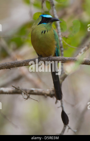 Blau - gekrönte Motmot (Momotus momota) Stockfoto
