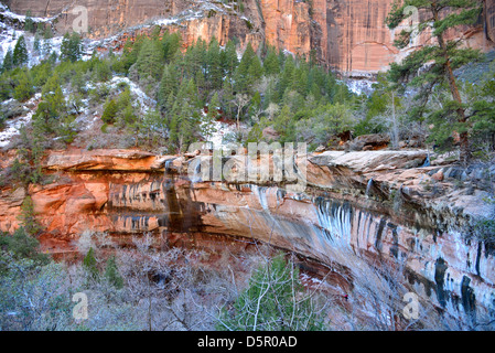 Roter Sandstein am unteren Emerald Pool. Zion Nationalpark, Utah, USA. Stockfoto
