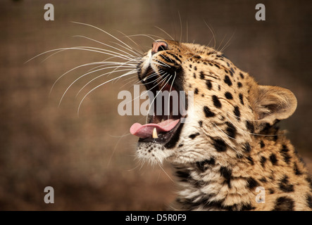 Weibliche Amur Leoparden Gähnen Stockfoto