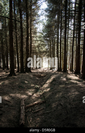 Kiefernwald mit hohen Bäumen und gefleckte Sonnenlicht bei Beacon fiel, Bowland - Lancashire, UK Stockfoto