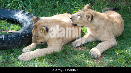 Zwei Löwenbabys ruht auf dem Rasen im Antelope Park, Simbabwe, Afrika. Stockfoto