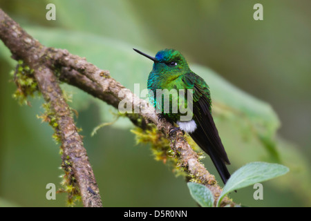 Saphir-entlüftet Puffleg (Eriocnemis Luciani) thront auf einem Ast Stockfoto